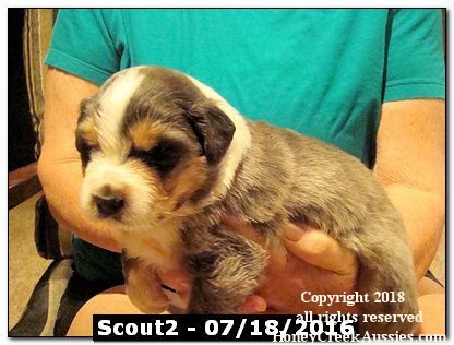 Scout2