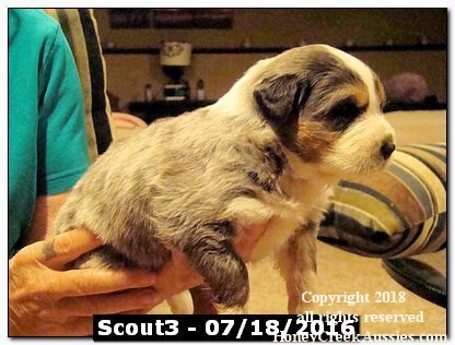 Scout3