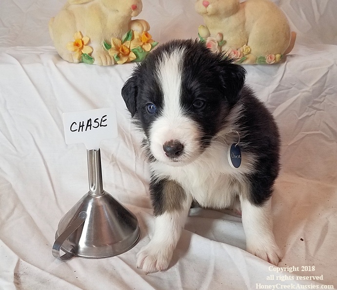 Ruby's March 2020 Litter