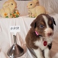 Ruby's March 2020 Litter