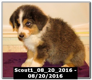 Scout1_08_20_2016