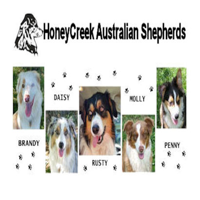 Australian Shepherds: A complete trait guide - Breed Deets - Ollie Blog