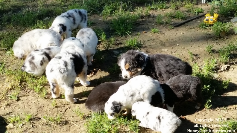 Spring 2015 Puppies