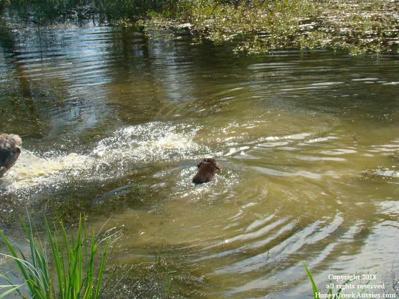 puppyfirstswim.JPG