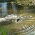 puppyfirstswim