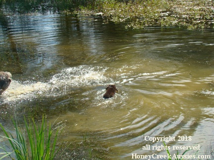 puppyfirstswim