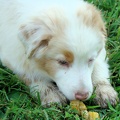 Brandy - Red Merle Female