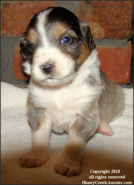 Brandy/Rusty second litter born Dec 3rd 2015