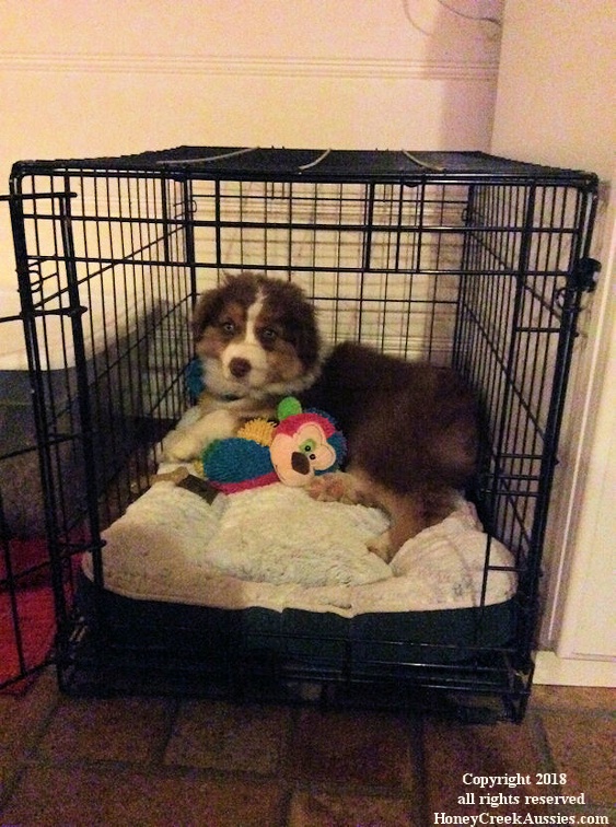 Samson getting ready to go to bed at his new home with Jessica