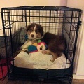 Samson getting ready to go to bed at his new home with Jessica