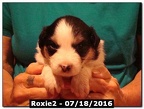 Roxie2