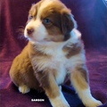 SAMSON2_01.10.2016