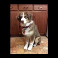 HoneyCreek Australian Shepherds