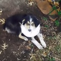 This is Ryver (Buster when here)