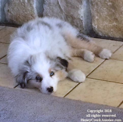 Rex after playing 9 weeks old (002).jpg