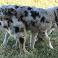 Hope and Faith at home in South America doing some ranch work.