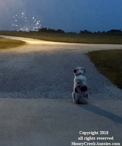 Rex Watching Fireworks 002.jpg