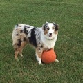 Rex Guarding his basketball