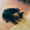 Sage with sister Lark