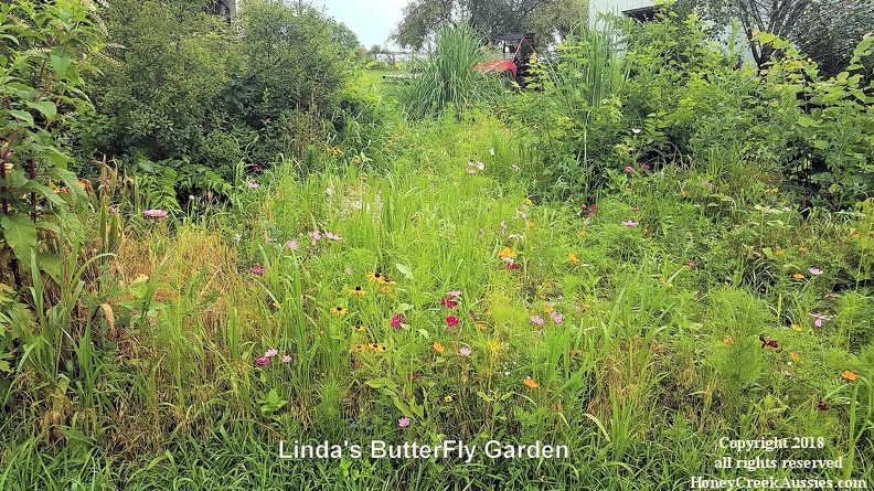 butterfly garden