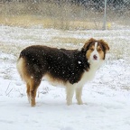 Sage in the snow