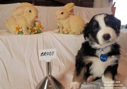Ruby's March 2020 Litter
