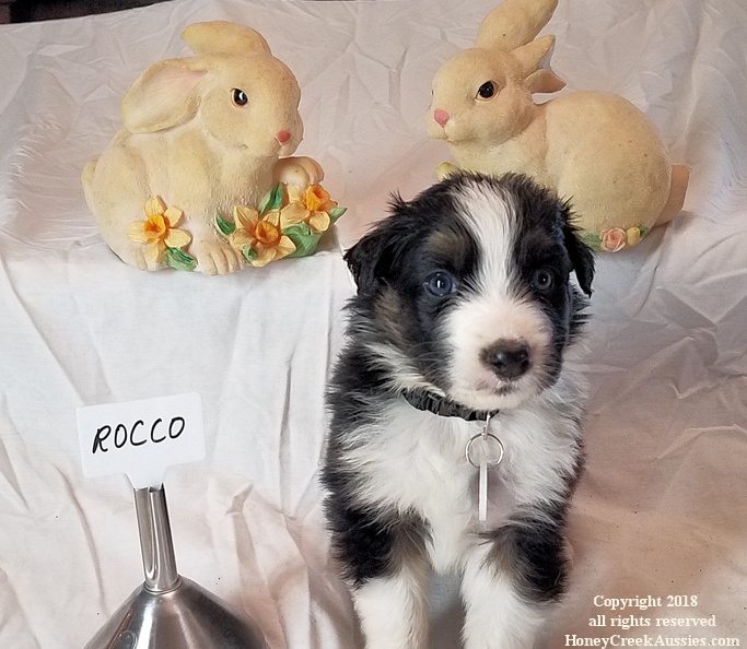 Ruby's March 2020 Litter